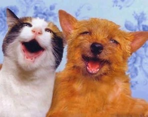 dogs-and-cats-together-071