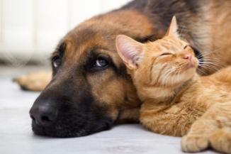 the-filipino-times_study-says-cats-do-not-need-owners-as-dogs-do